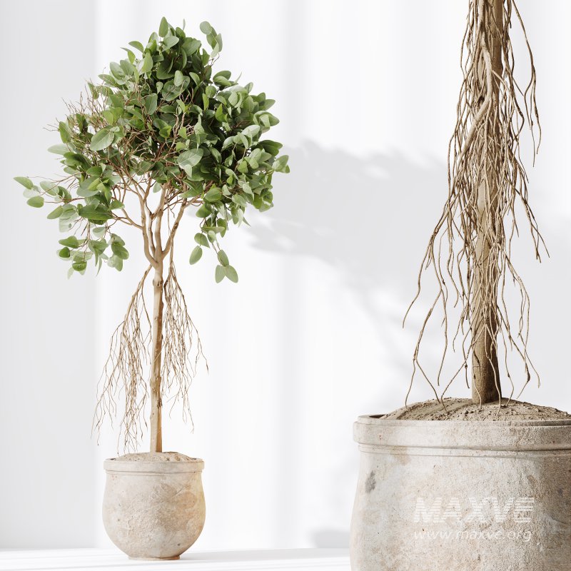 AV Indoor Plants Set 258 Olive Eucalyptus and Palm Paradise and Dracaena and Briful - Image 8