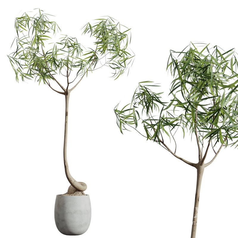AV Indoor Plants Set 272 Beech Olea Europaea Olive Eucalyptus and Japandi Ficus Dracaena Marginata and Ficus Robusta and Yucca Aloifolia - Image 1