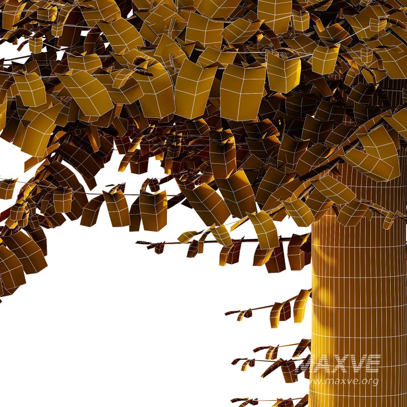 Fagus Grandifolia Tree 10 - Image 4