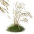 ntal grass set combines two iconic and highly architectural species known for their graceful movement and seasonal texture. - Thumbnail 3