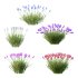 plant Grass Flower Lavandula pedunculata 02 - Thumbnail 1