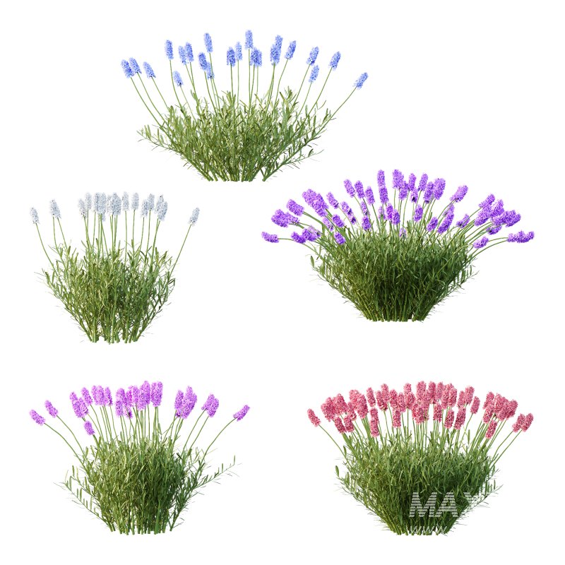 plant Grass Flower Lavandula pedunculata 02 - Image 1