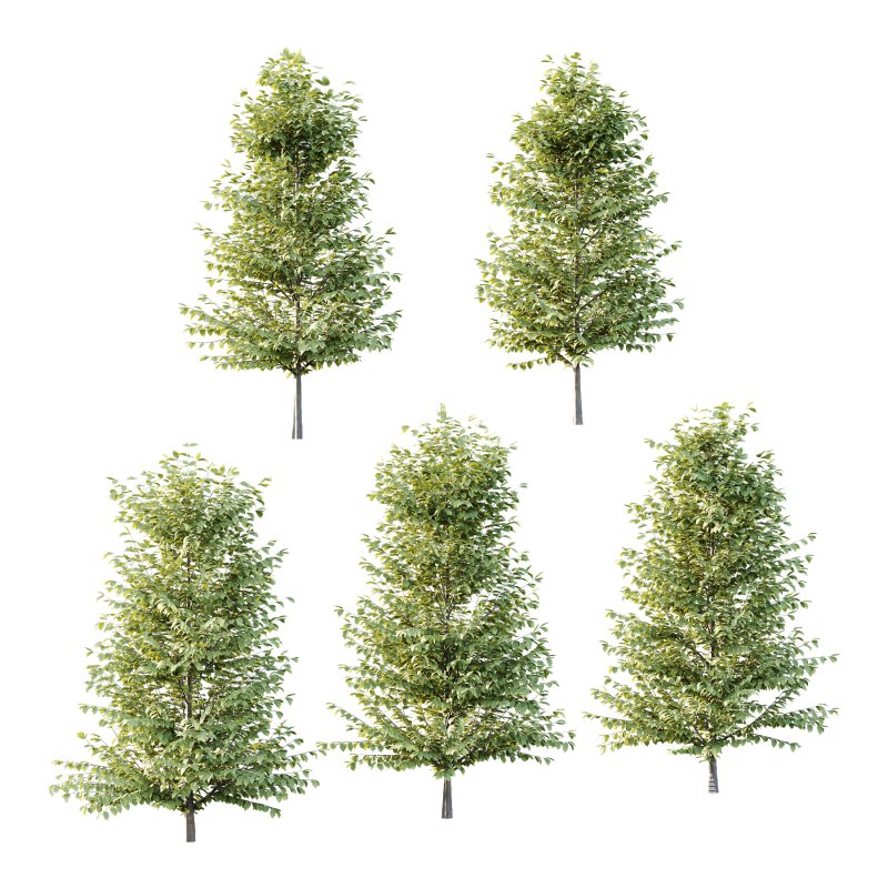 Fagus Grandifolia Tree 04 - Image 3