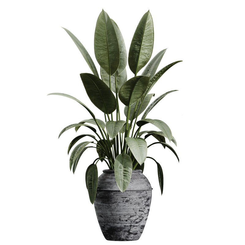 AV Indoor Plants Set 277 Ficus Elastica Beliza Tineke and Yucca Aloifolia Rostrata Palm and Japandi Ficus Dracaena Marginata - Image 1