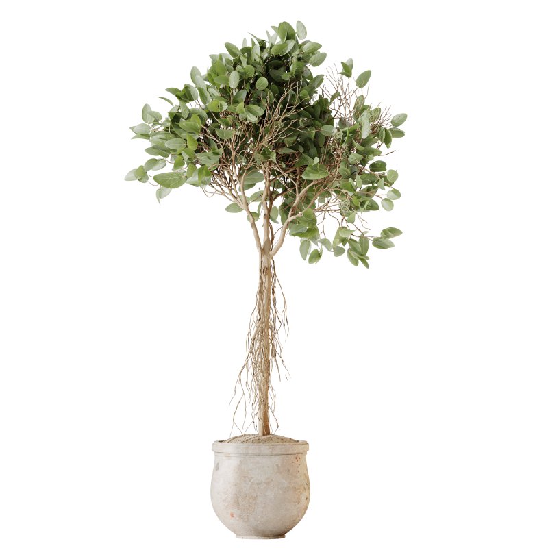 AV Indoor Plants Set 258 Olive Eucalyptus and Palm Paradise and Dracaena and Briful - Image 2