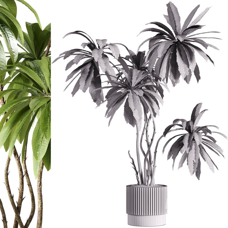 indoor plants – 45 plant in pot - Image 2