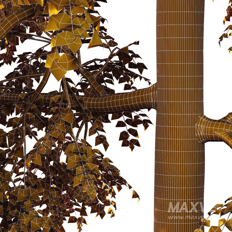 Alder Tree 02 - Image 2