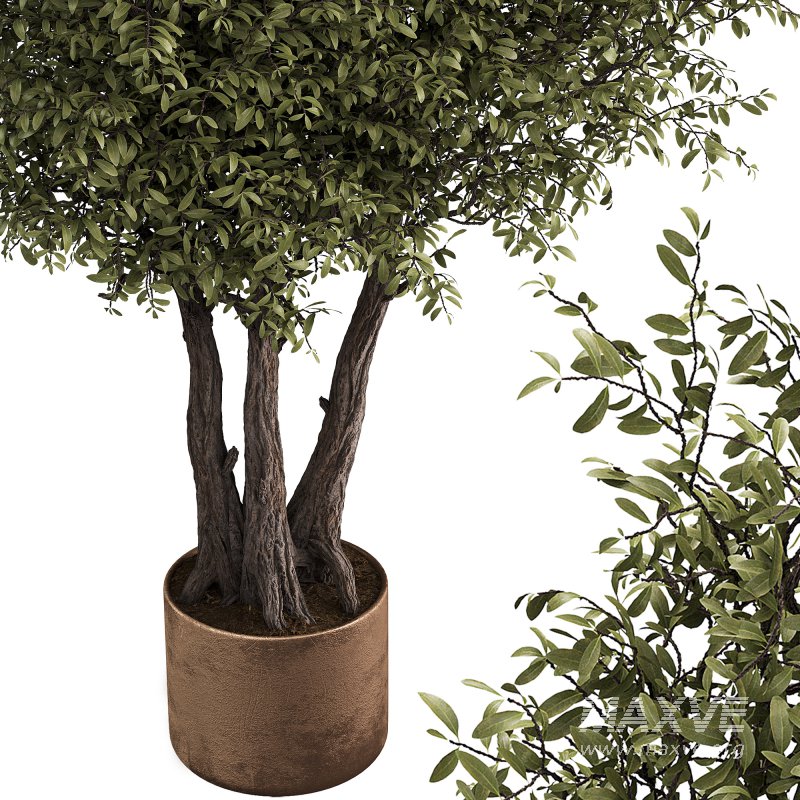 Indoor plant set 06 - Image 3