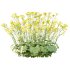 Alchemilla mollis flower Plant 02 - Thumbnail 3