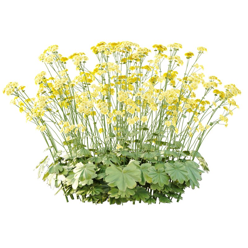 Alchemilla mollis flower Plant 02 - Image 3