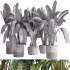 indoor plants – 36 plant collections in pot_corona - Thumbnail 5