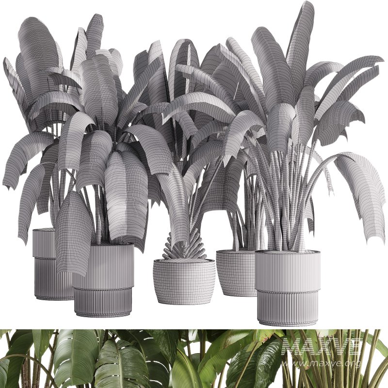 indoor plants – 36 plant collections in pot_corona - Image 5