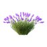 plant Grass Flower Lavandula pedunculata 02 - Thumbnail 4