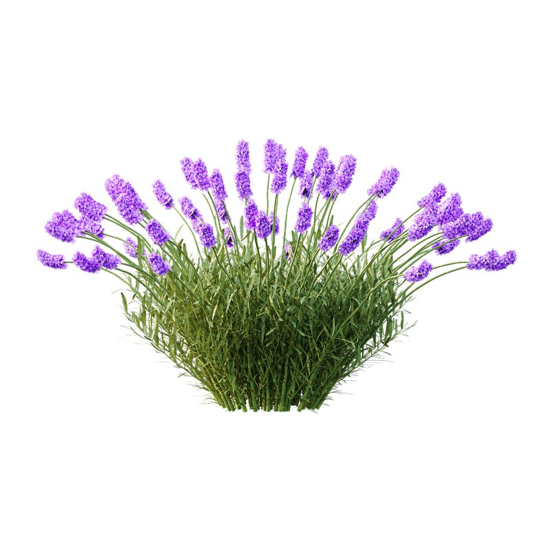 plant Grass Flower Lavandula pedunculata 02 - Image 4