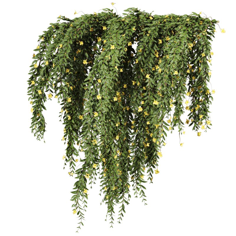 ivy plants - Image 1