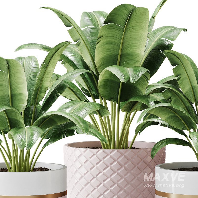 Spathiphyllum wallisii flower - Image 9