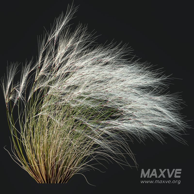 AV Stipa Grass Set is a breathtaking collection of elegant ornamental grasses - Image 2