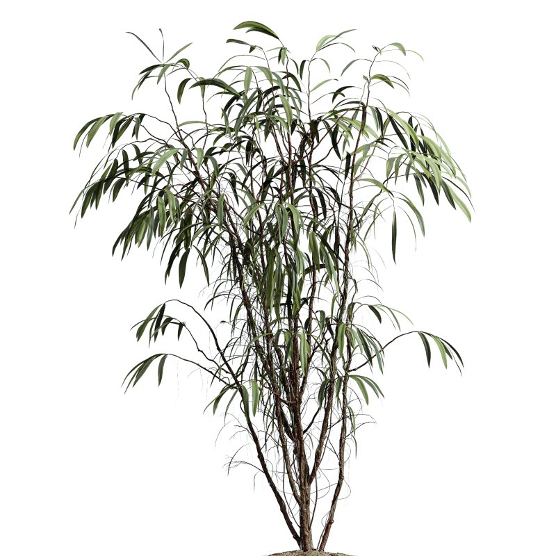 ntal hybrid originally cultivated in Southeast Asia. All models are placed in vertical fluted cylindrical concrete planters with subtle gradient bases, enhancing their architectural clarity and elevating any visual space. - Image 1