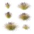 Carex Elata Aurea Grass 03 - Thumbnail 4
