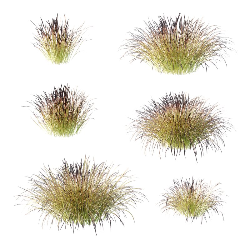 Carex Elata Aurea Grass 03 - Image 4