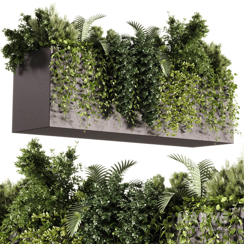 Indoor Plants – 24 Hanging plants - Image 4