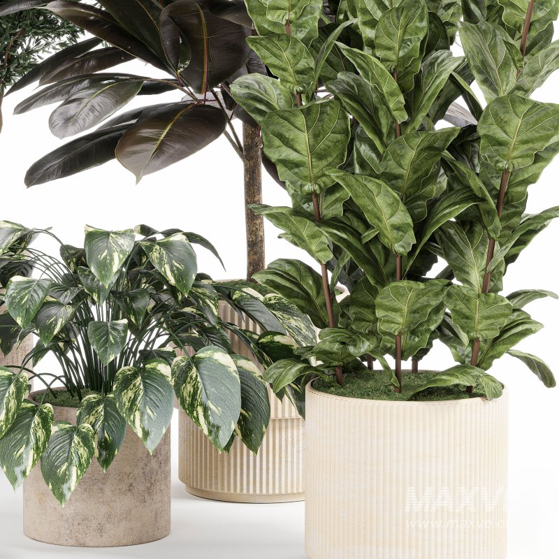 Indoor_plant_set_with_plant_tree_concrete_dirt_vase - Image 6