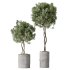 ntal hybrid originally cultivated in Southeast Asia. All models are placed in vertical fluted cylindrical concrete planters with subtle gradient bases, enhancing their architectural clarity and elevating any visual space. - Thumbnail 2