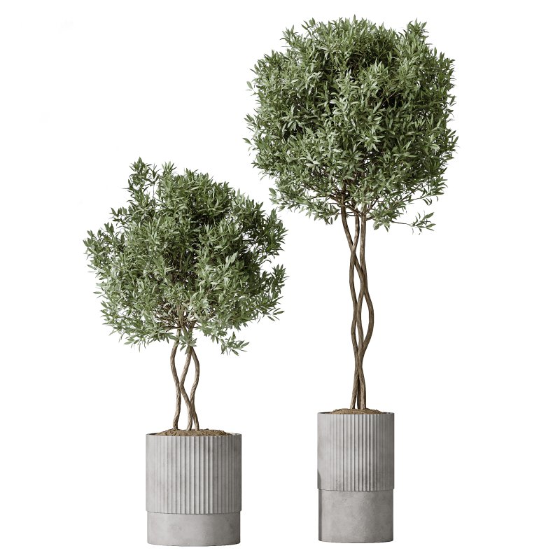 ntal hybrid originally cultivated in Southeast Asia. All models are placed in vertical fluted cylindrical concrete planters with subtle gradient bases, enhancing their architectural clarity and elevating any visual space. - Image 2