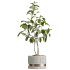 AV Indoor Plants Set 260 Areca Majesty Palm and Japandi Ficus Dracaena Marginata and Mission Olive - Thumbnail 3