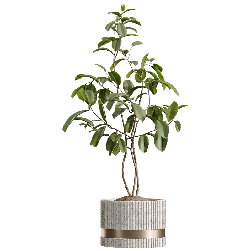 AV Indoor Plants Set 260 Areca Majesty Palm and Japandi Ficus Dracaena Marginata and Mission Olive - Image 3