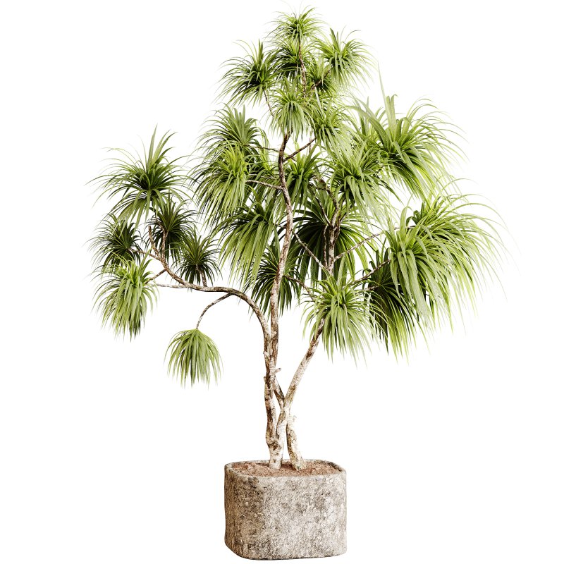 Indoor plants 99 – Plant in pot - Image 2