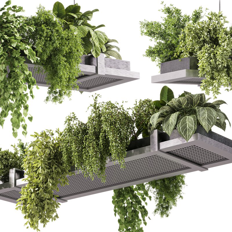 indoor plants – 52 Hanging indoor plant - Image 4