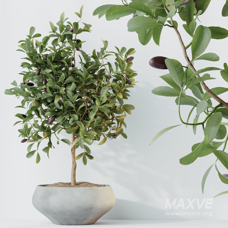 ntal variety of the classic Olea europaea, known for its soft silvery foliage and dense canopy. Native to Spain, this olive cultivar exudes Mediterranean charm and timeless refinement in both contemporary and rustic interiors. - Image 8