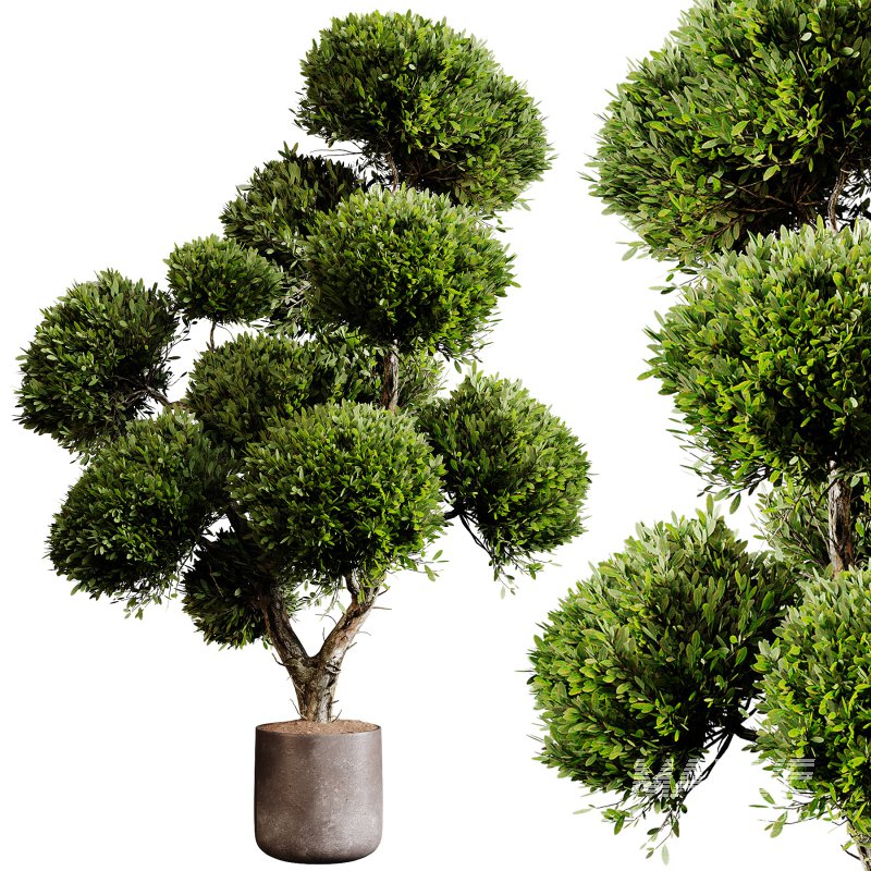 Indoor plants 75 – Plant in pot - Image 3