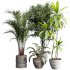 indoor plants 117 – plant collections in pot - Thumbnail 4