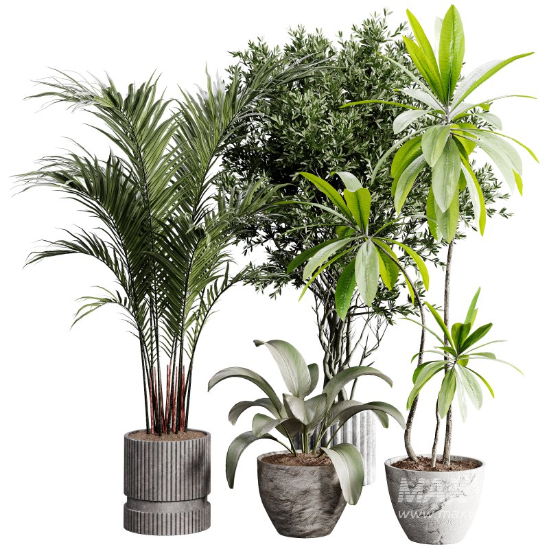 indoor plants 117 – plant collections in pot - Image 4