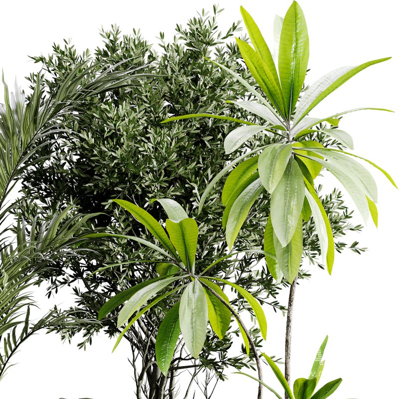 indoor plants 117 – plant collections in pot - Image 2