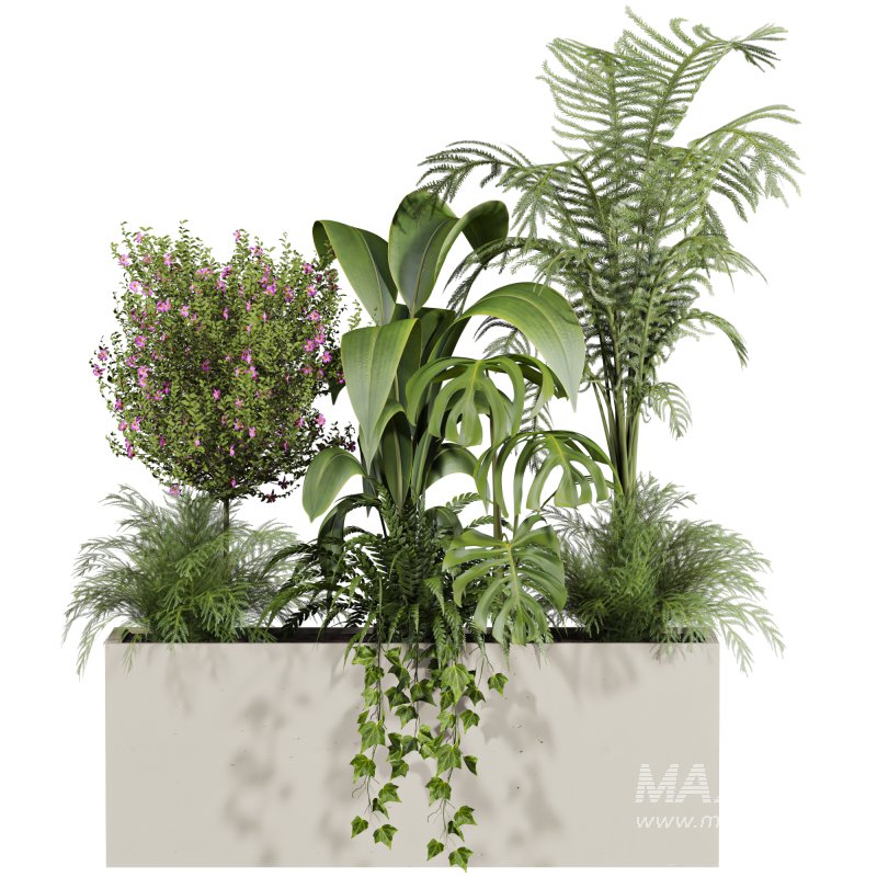 outdoor plants - Image 2