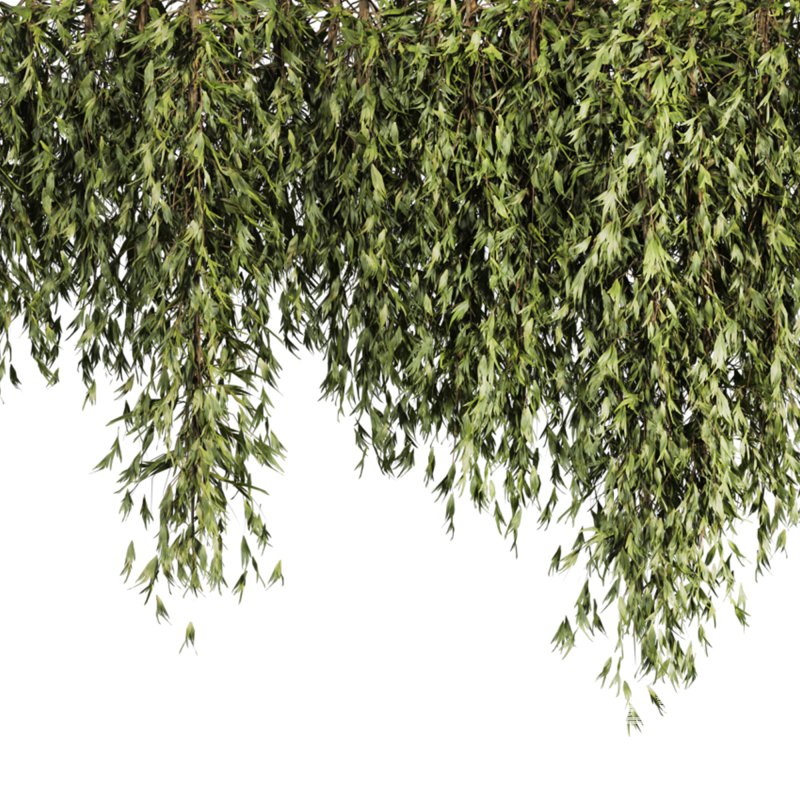 ivy plants - Image 2