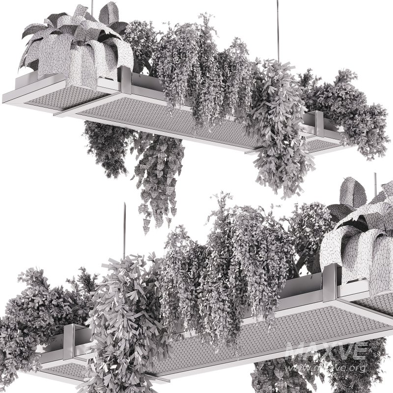 indoor plants – 52 Hanging indoor plant - Image 3