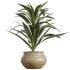 AV Indoor Plants Set 258 Olive Eucalyptus and Palm Paradise and Dracaena and Briful - Thumbnail 5