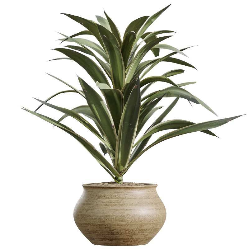 AV Indoor Plants Set 258 Olive Eucalyptus and Palm Paradise and Dracaena and Briful - Image 5