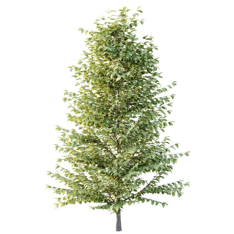 Fagus Grandifolia Tree 04 - Image 4