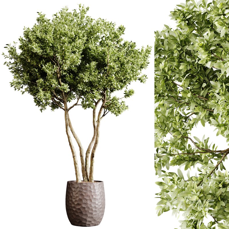 Indoor plants 78 – Plant in pot - Image 4