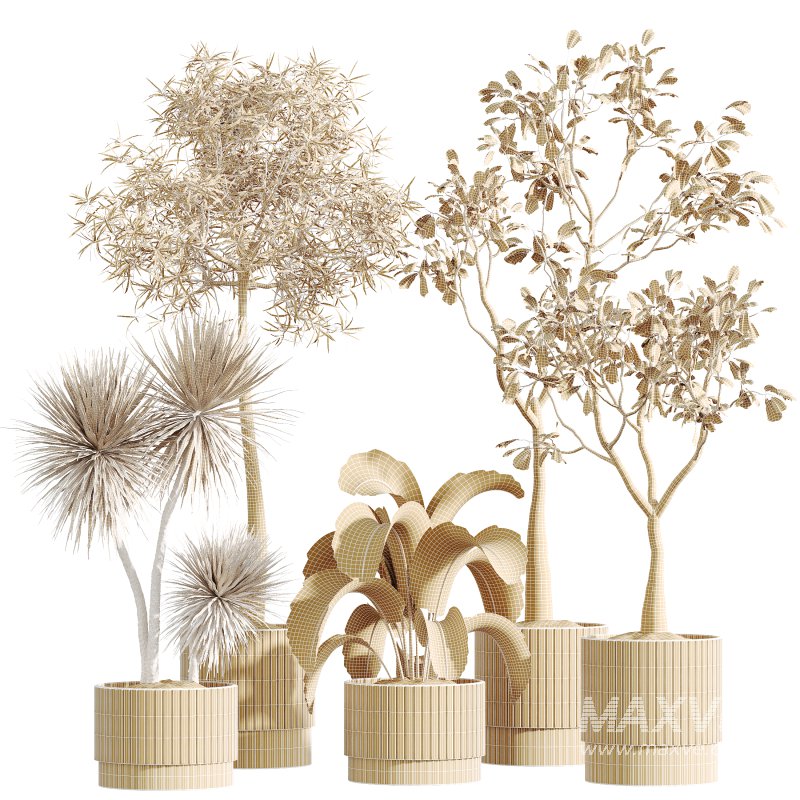 AV Indoor Plants Set 281 Ficus Marginata Yucca Palm Banana Nicolai - Image 7