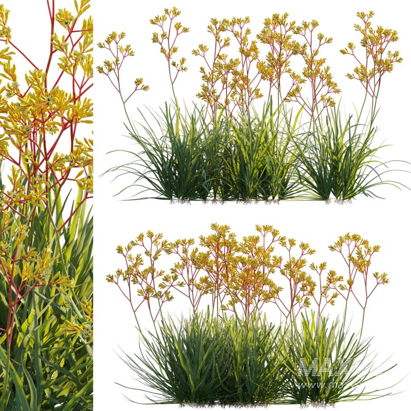 Anigozanthos flavidus – Kangaroo Paw 02 - Image 1