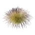 Carex Elata Aurea Grass 03 - Thumbnail 3