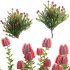 Scarlet Banksia – Banksia coccinea 02 - Thumbnail 1
