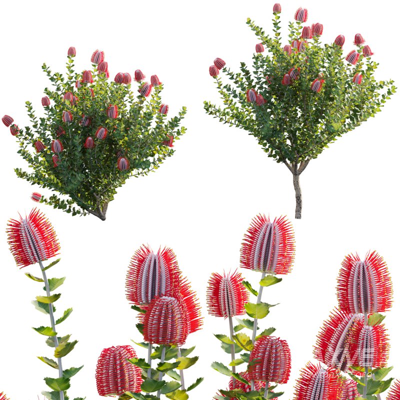 Scarlet Banksia – Banksia coccinea 02 - Image 1