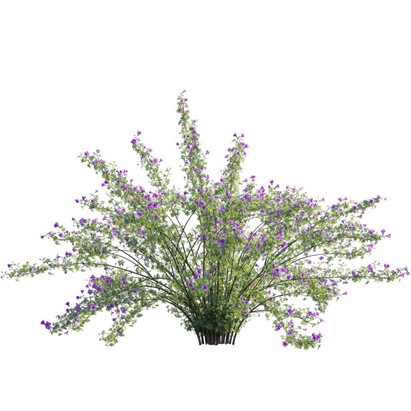 Alyogyne huegelii – Blue Hibiscus 02 - Image 3